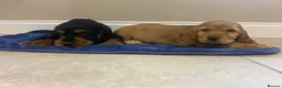 Cocker Spaniel dogs for sale: Adorable golden and balck and tan cocker spaniels  in Llanon - Advert 12