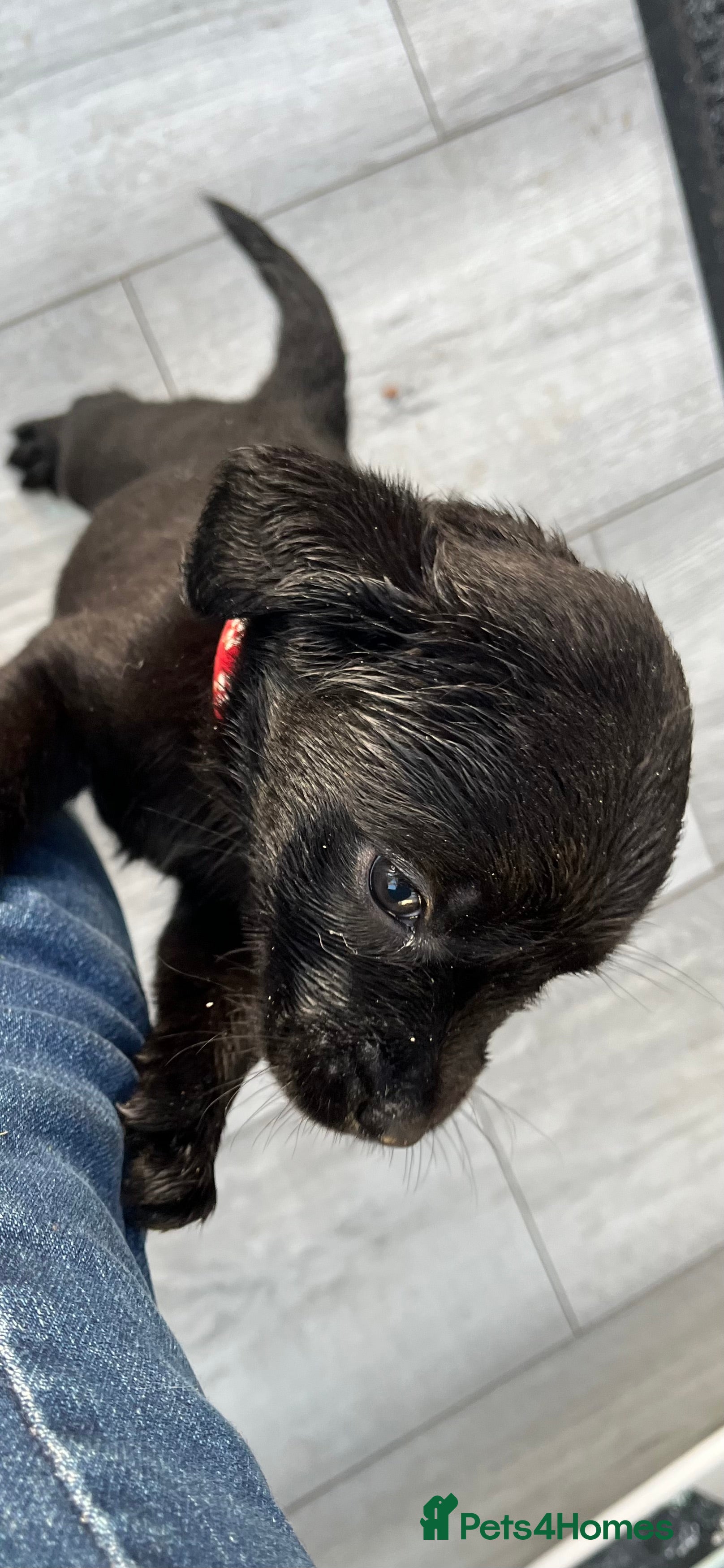 Labrador Retriever dogs Beautiful black Labrador puppies  - Advert 8