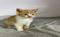 British Shorthair cats for sale: Four kittens ready to go (prices vary) - Image 34