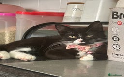 Mixed Breed cats for sale: Female kitten looking for home - Image 14