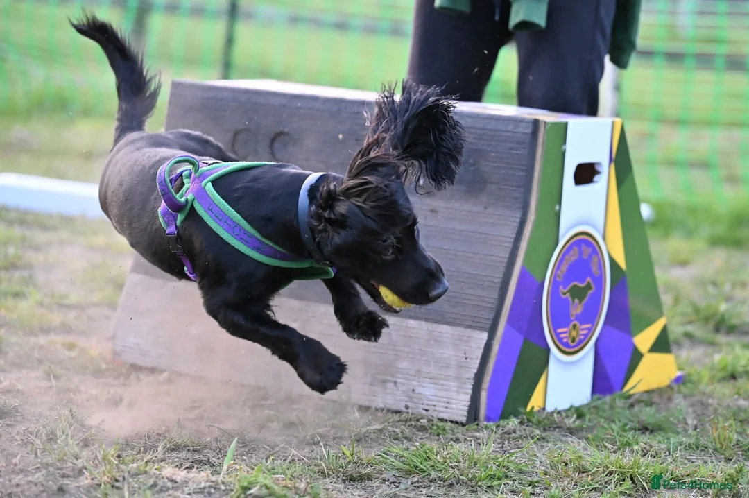Cocker Spaniel dogs for sale: Beautiful Cocker Spaniel Puppies in Hunstanton - Advert 2