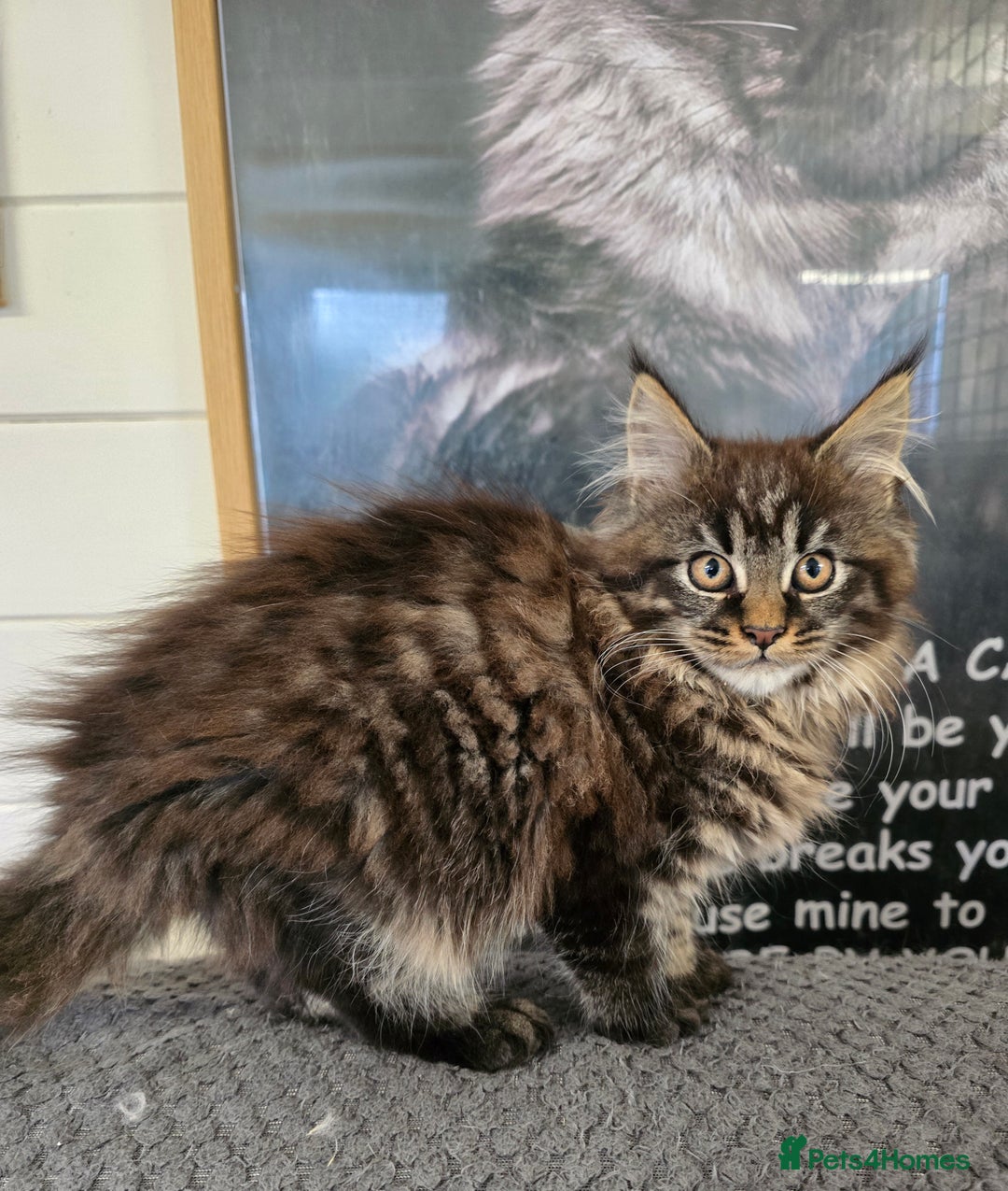 Maine Coon cats for sale: Full pedigree maine coon kitten - Advert 2