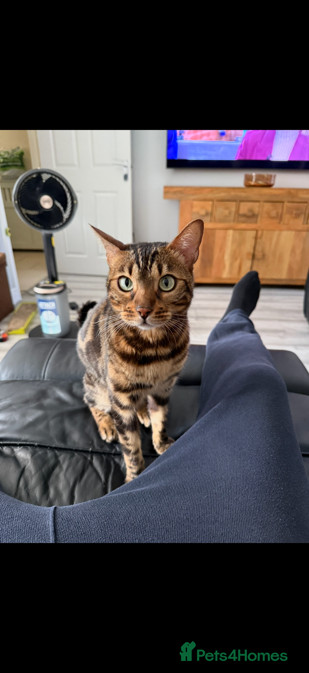 Bengal cats for sale: Pure breed bengal  - Advert 1