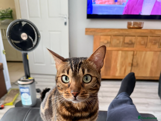 Bengal cats Pure breed bengal - Advert 15