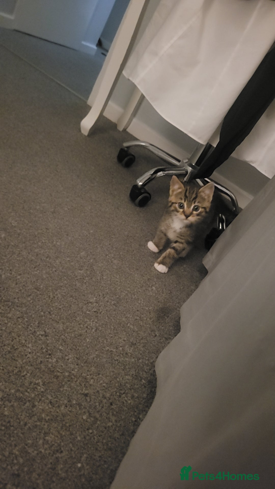 Mixed Breed cats for sale: 3 female kittens - Advert 6