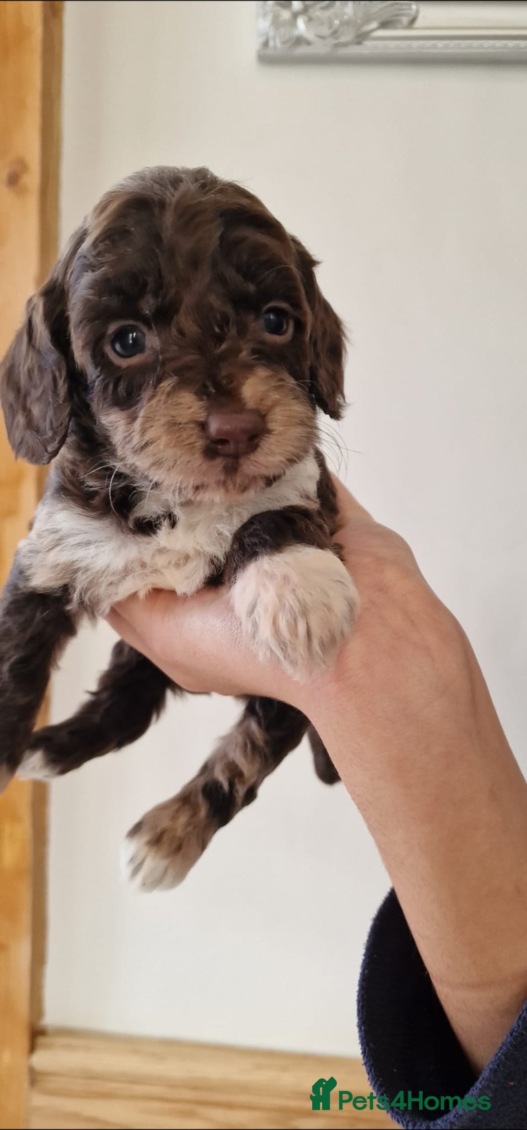 Cockapoo dogs for sale: F1 show type miniature cockapoo  - Image 15