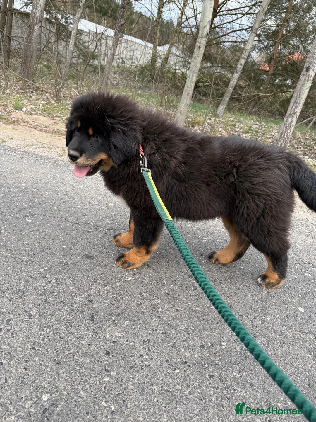 Tibetan Mastiff dogs for sale: Tibetan Mastiff Puppies - Advert 2