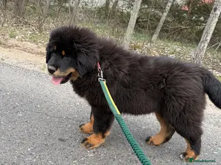 Tibetan Mastiff dogs Tibetan Mastiff Puppies - Advert 3