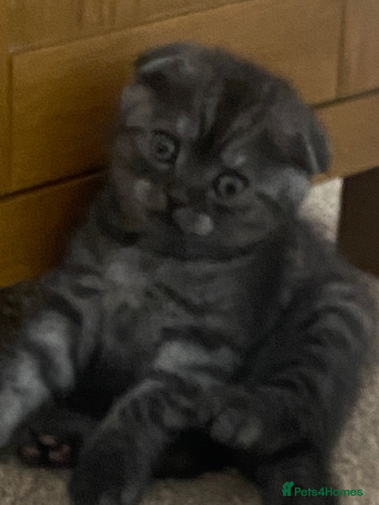 British Shorthair cats Litter of kittens - Advert 9
