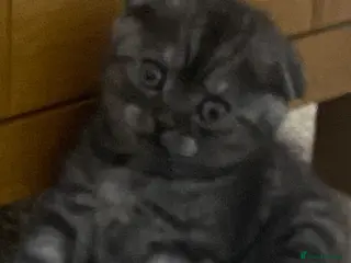 British Shorthair cats Litter of kittens - Advert 9