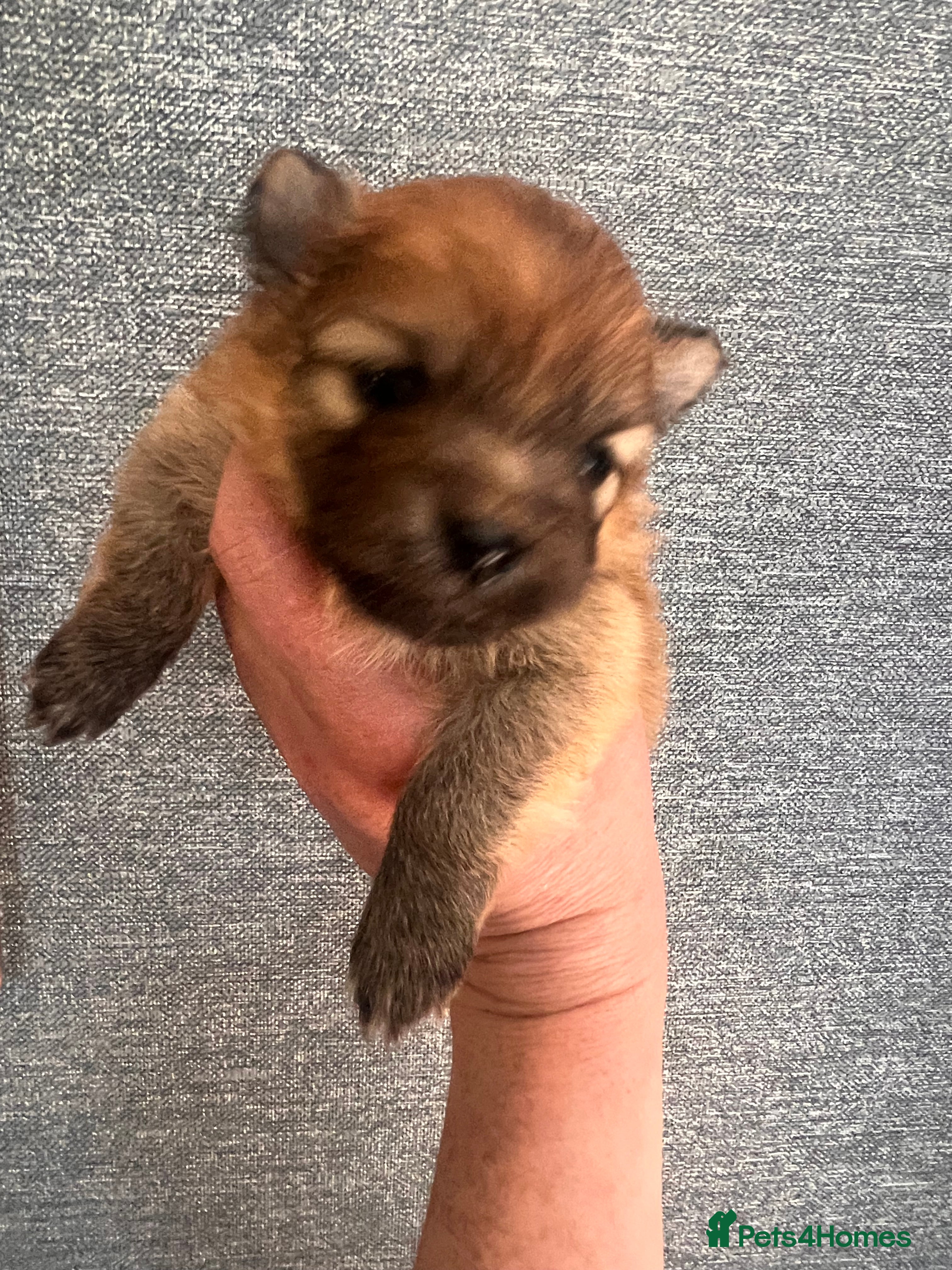 Pomeranian dogs for sale: Pomeranian Puppies  - Advert 6