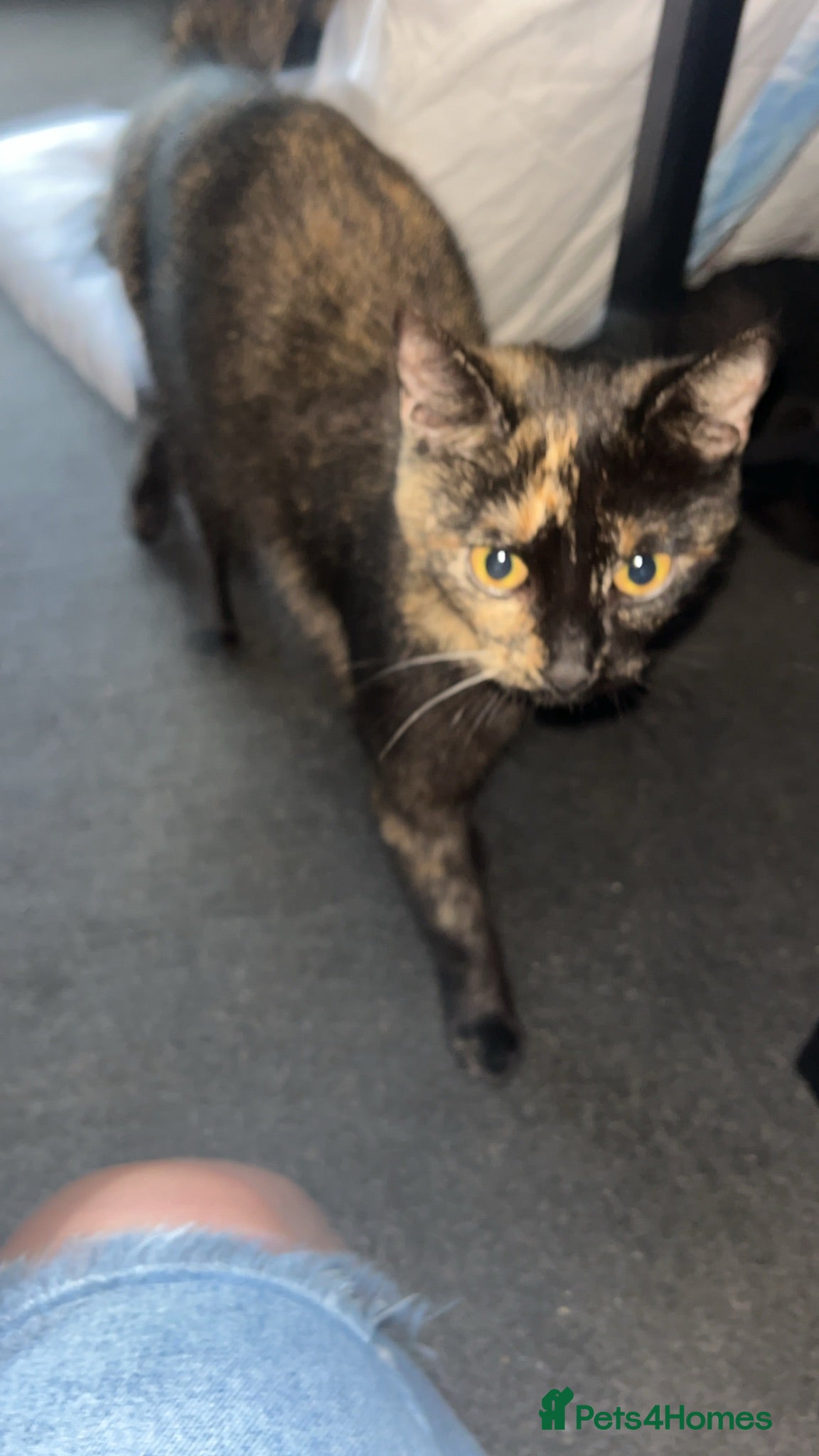 Mixed Breed cats 2 beautiful kittens looking for thrre forever home - Advert 1