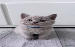 British Shorthair cats for sale: 5 beautiful BSH kittens - Image 19