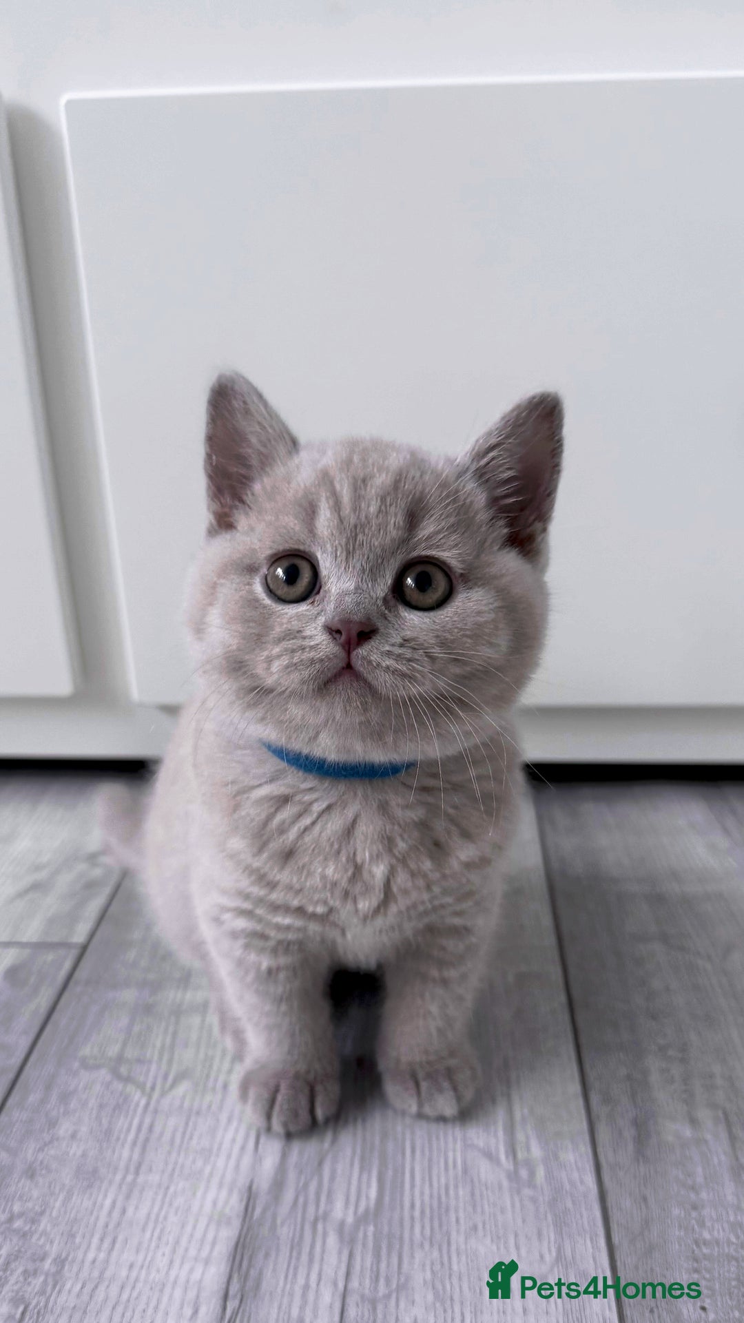 British Shorthair cats for sale: 5 beautiful BSH kittens - Image 19