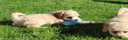 Cavapoochon dogs for sale: Beautiful Cavapoochon puppies for sale - Advert 26