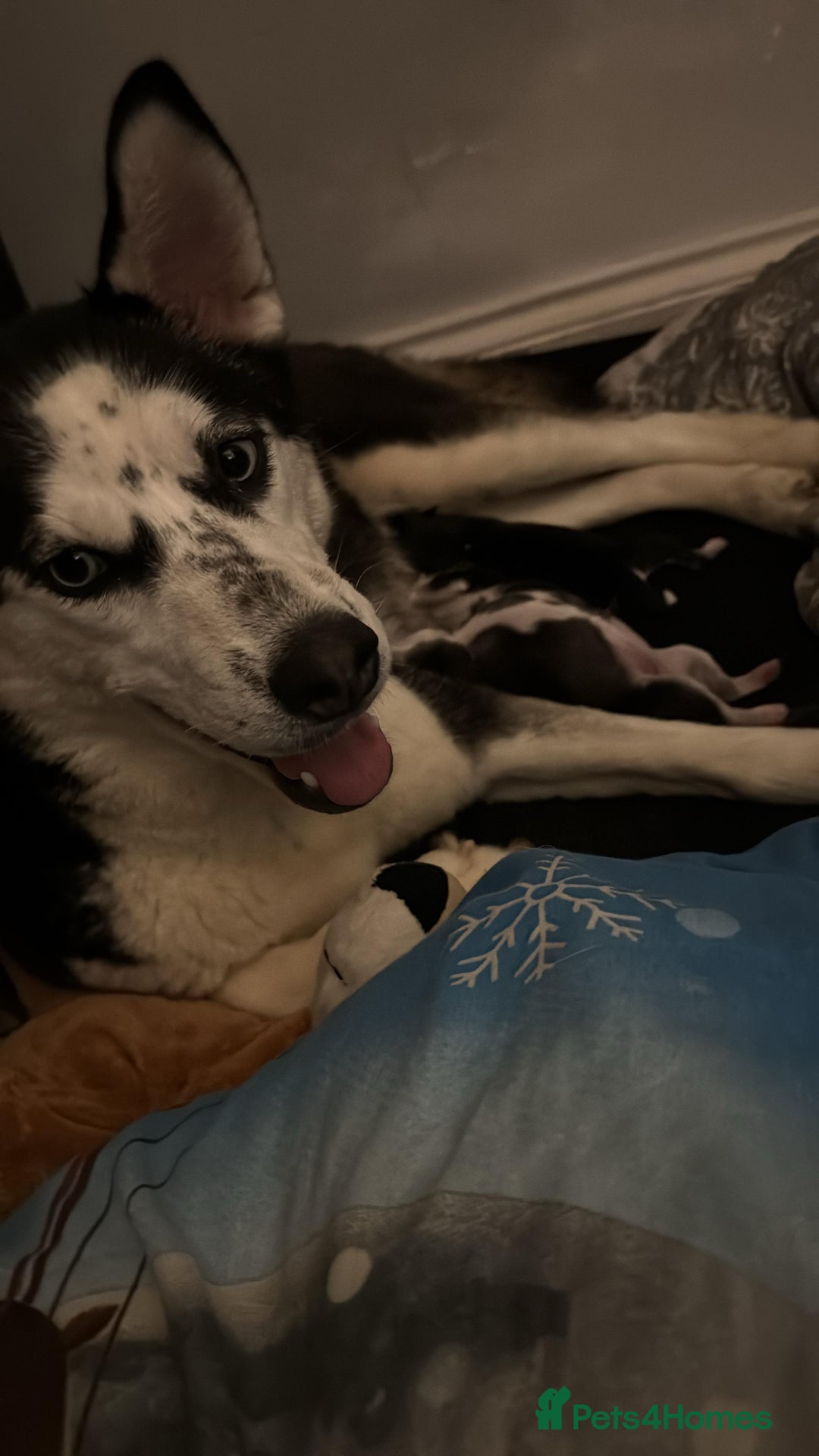 Siberian Husky dogs for sale: Pure Siberian claver huskies ready to go now 🐻‍❄️ - Advert 15