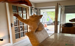 British Shorthair cats for sale: Stunning GCCF cream boy ready now  - Image 1