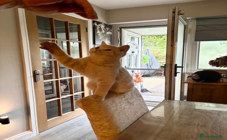 British Shorthair cats - Advert 14