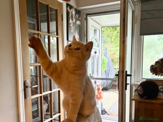 British Shorthair cats - Advert 5