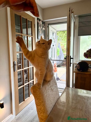 British Shorthair cats - Advert 5