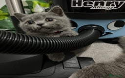 British Shorthair cats for sale: British short hair kittens - Image 5