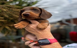 Miniature Dachshund dogs for sale: READY NOW Stunning miniature dachshund pups in Mirfield - Image 17