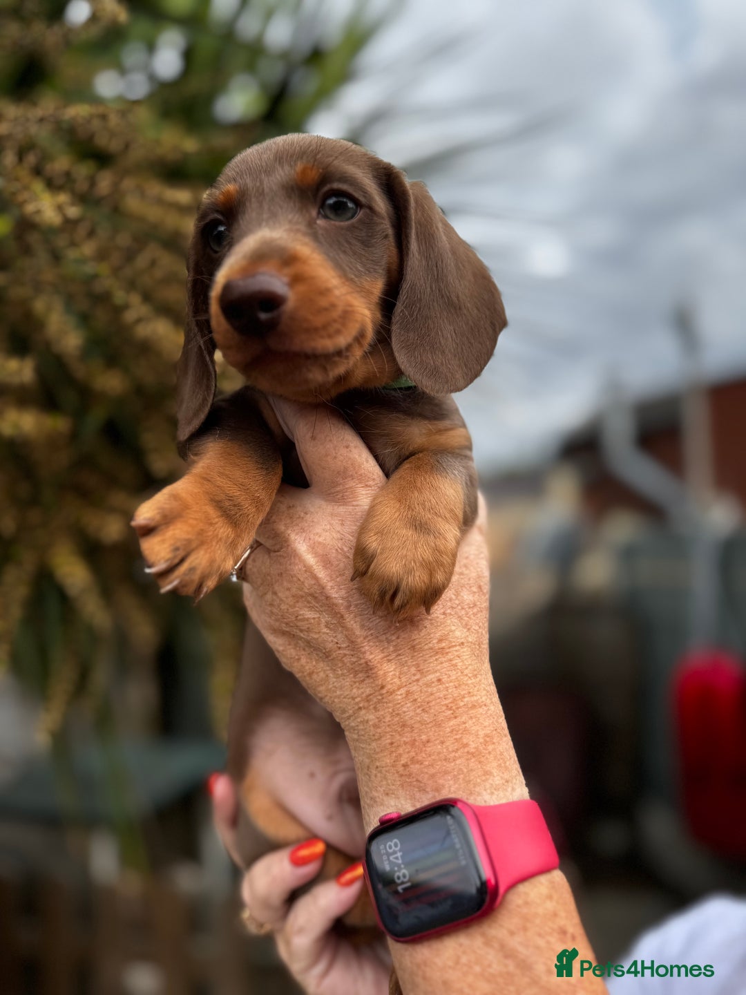 Miniature Dachshund dogs for sale: READY NOW Stunning miniature dachshund pups in Mirfield - Image 17