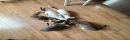 British Shorthair cats for sale: 5 cute British shorthair breed kittens  in Ilford - Advert 19