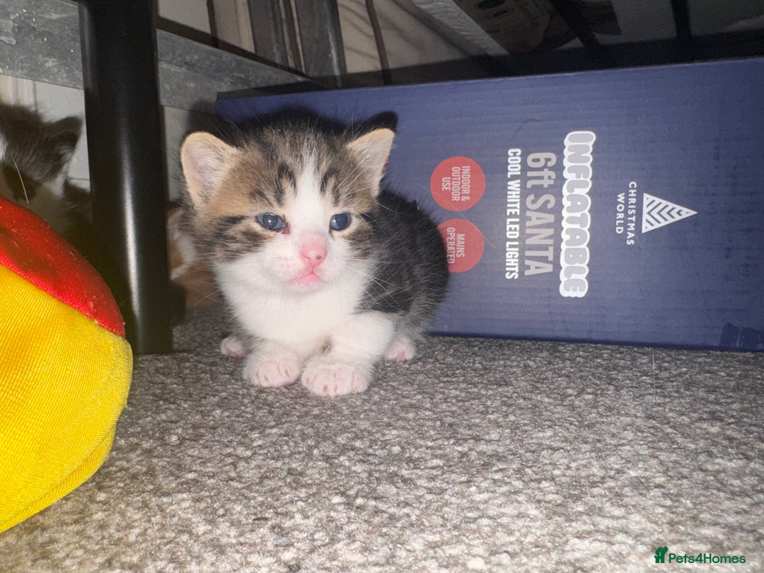 Mixed Breed cats for sale: Kittens for sale  - Advert 5