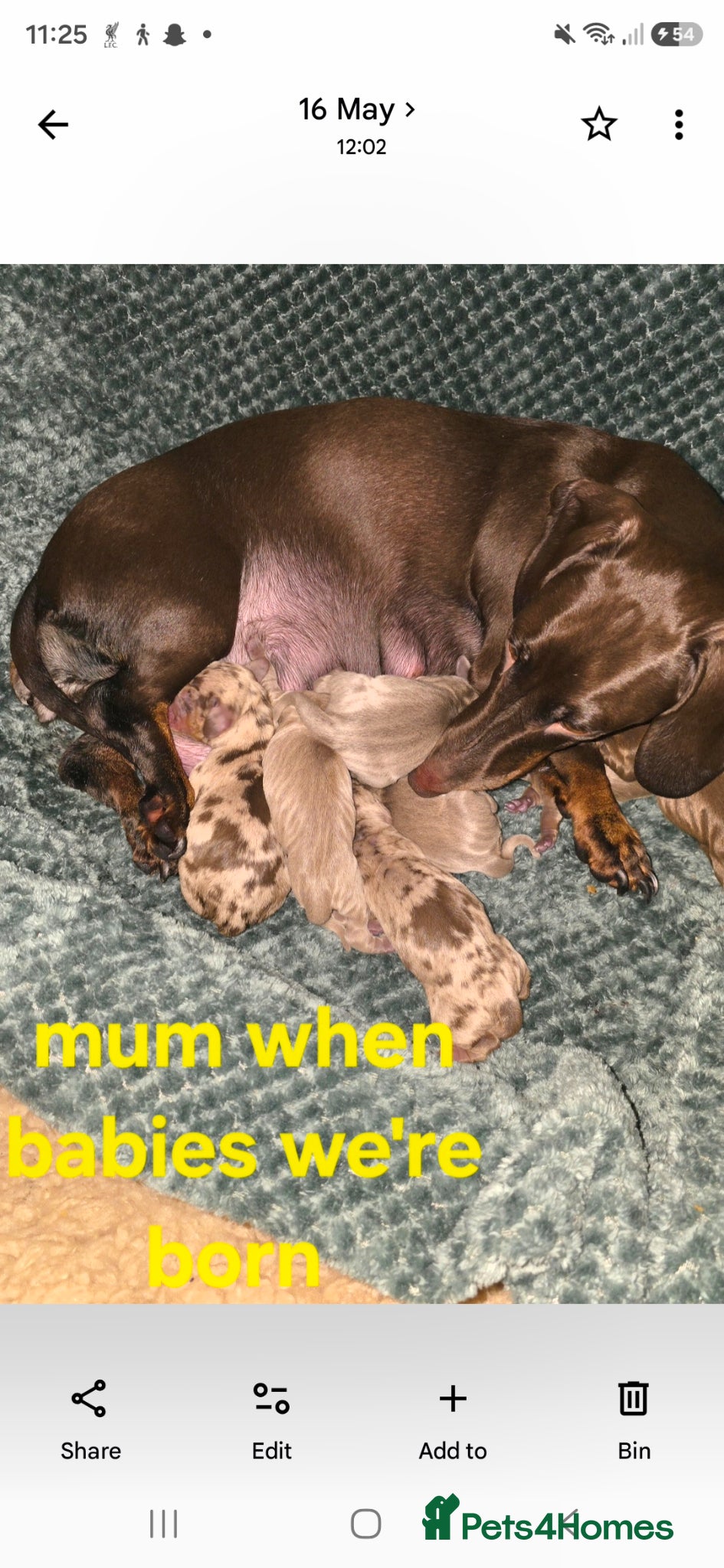 Miniature Dachshund dogs for sale: DARLA the dachshund  - Advert 3
