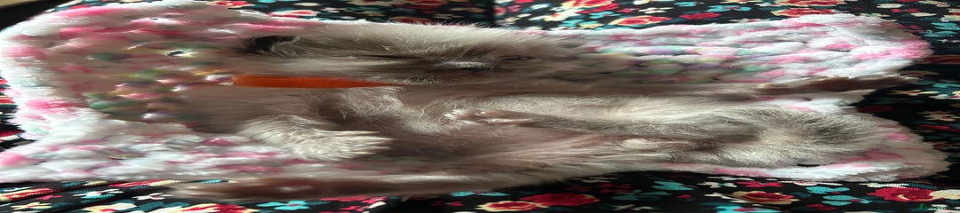 Ragdoll Kitten 4