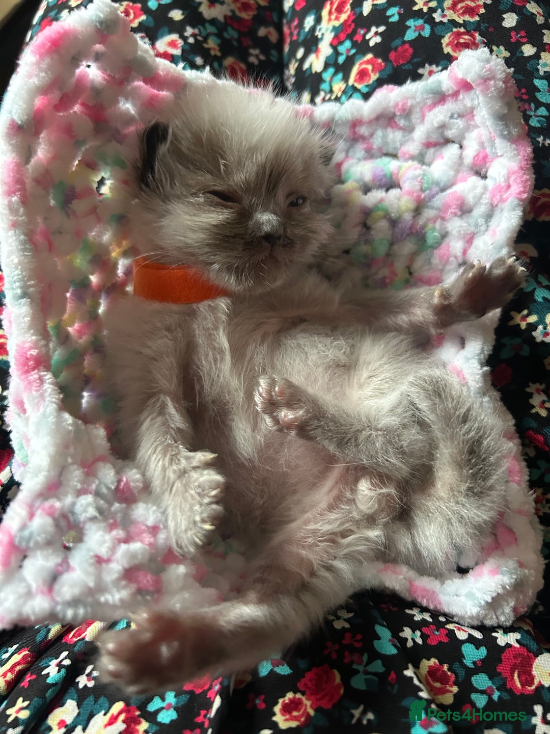 Ragdoll cats for sale: 💞 RAGDOLL Kittens Ready 13th August GrCh Blood - Image 14