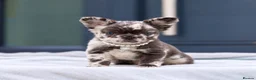 French Bulldog dogs for sale: 💎Quality Fluffy Frenchie💎 - Advert 2