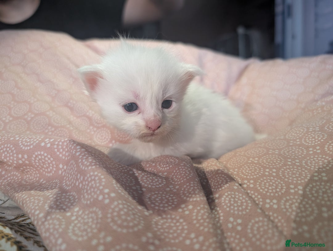 Maine Coon cats for sale: Polydactyl Maine coon babies - Image 4
