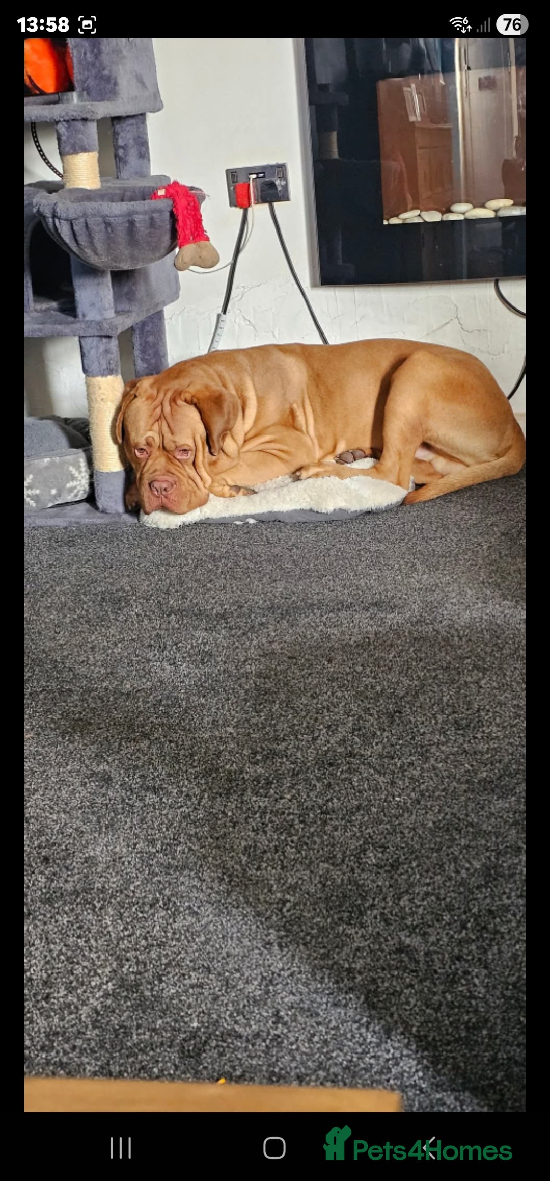 Dogue De Bordeaux dogs for sale: This is hooch male 3 years old  - Advert 1