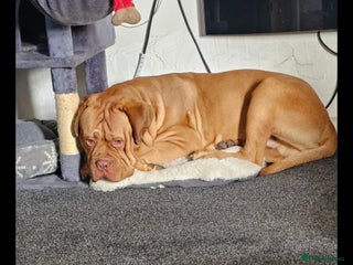 Dogue De Bordeaux dogs This is hooch male 3 years old - Advert 3