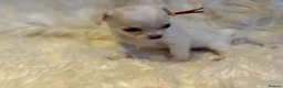 Chihuahua dogs for sale: KC Regd Chihuahua Pups parents fully health tested - Advert 14