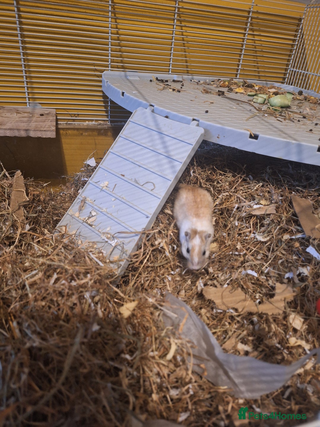 Gerbil rodents for sale: 2 baby boy gerbils - Advert 4
