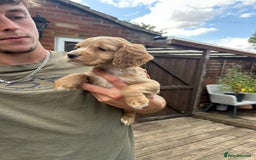 Cocker Spaniel dogs for sale: Kc working cocker spaniel Puppys  in Aylesbury - Image 3