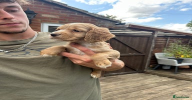 Cocker Spaniel dogs in Aylesbury - Advert 1