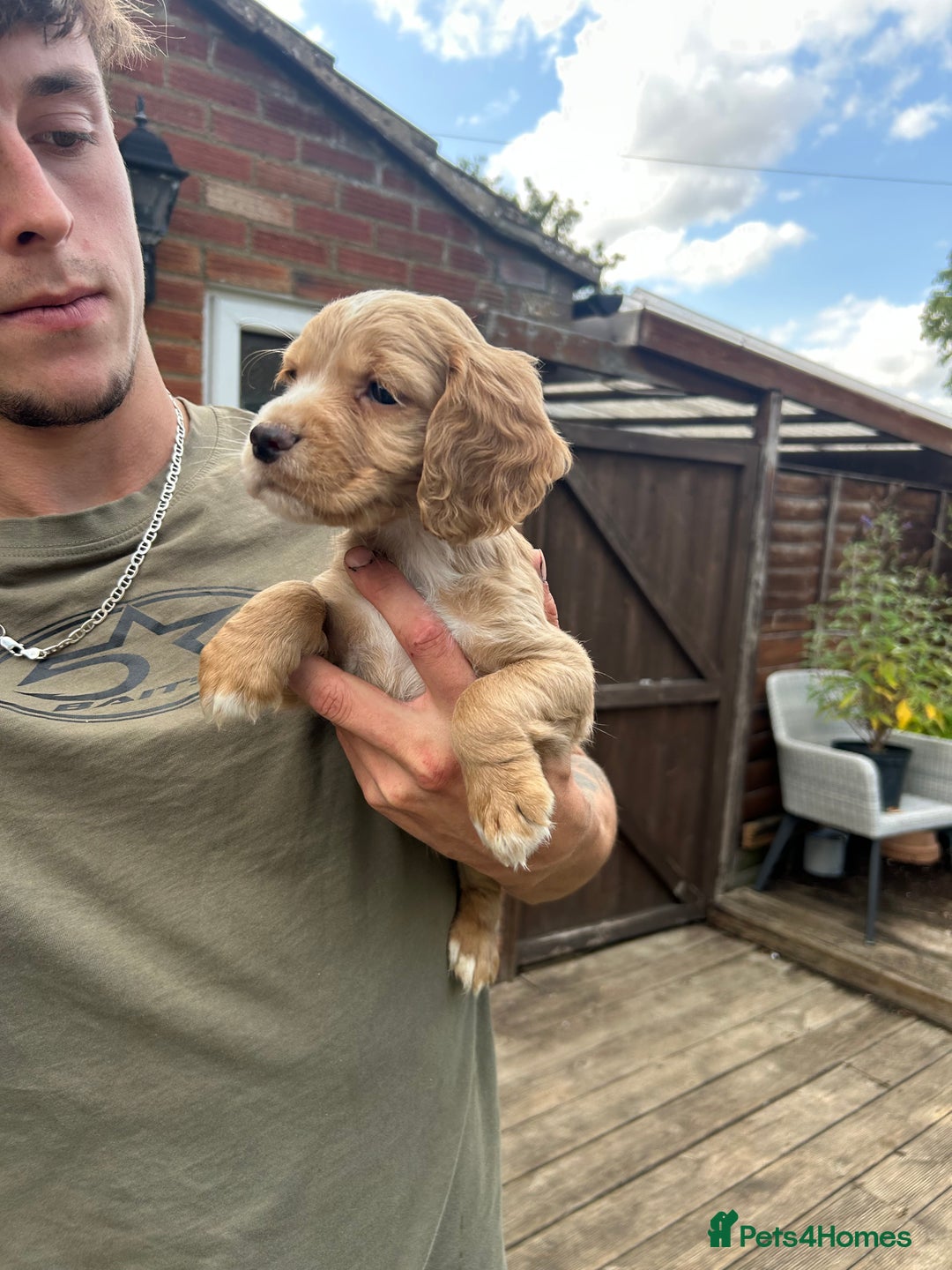 Cocker Spaniel dogs for sale: Kc working cocker spaniel Puppys  in Aylesbury - Image 3