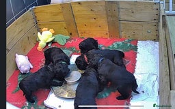 Standard Poodle dogs for sale: Standard poodle puppies - Image 7