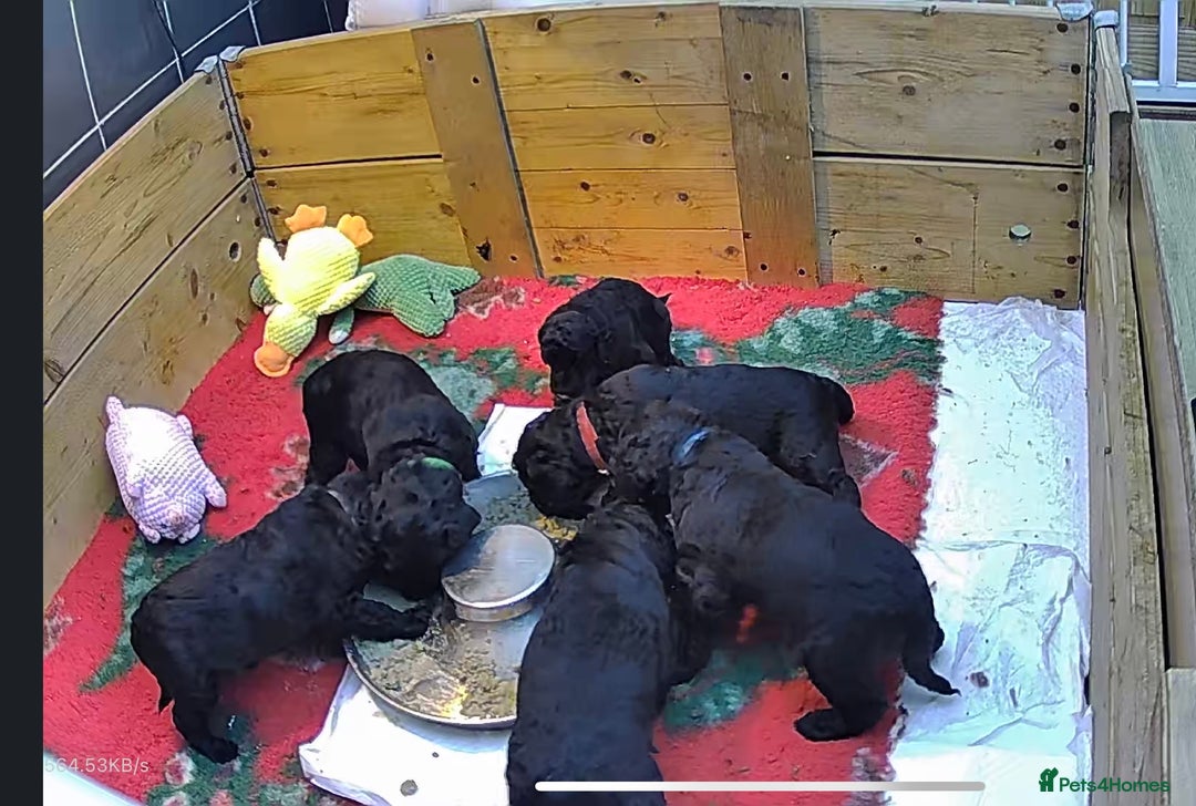 Standard Poodle dogs for sale: Standard poodle puppies - Image 7