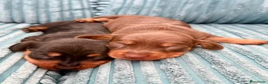 Dachshund 6