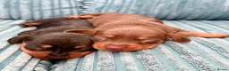 Dachshund dogs for sale: Dachshund in Bridgwater - Advert 4