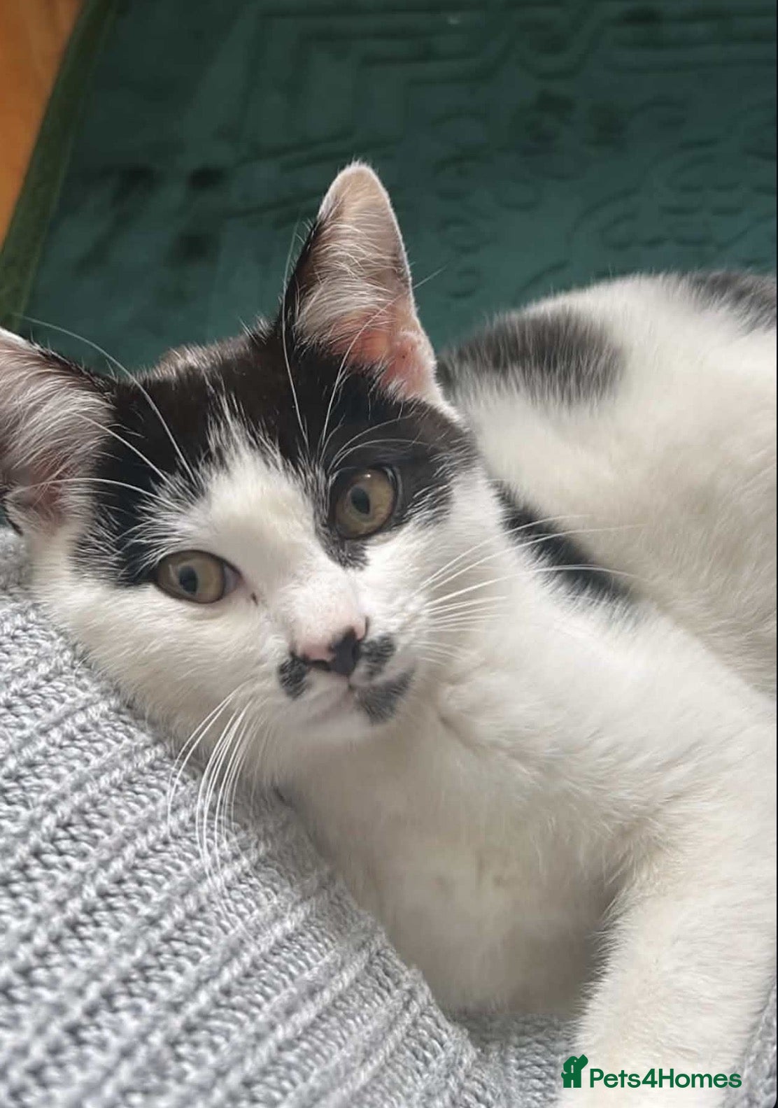 Domestic Shorthair cats Kitten for sale  - Advert 8