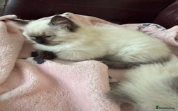 Ragdoll cats for sale: GCCF ragdoll seal point girl - Image 13