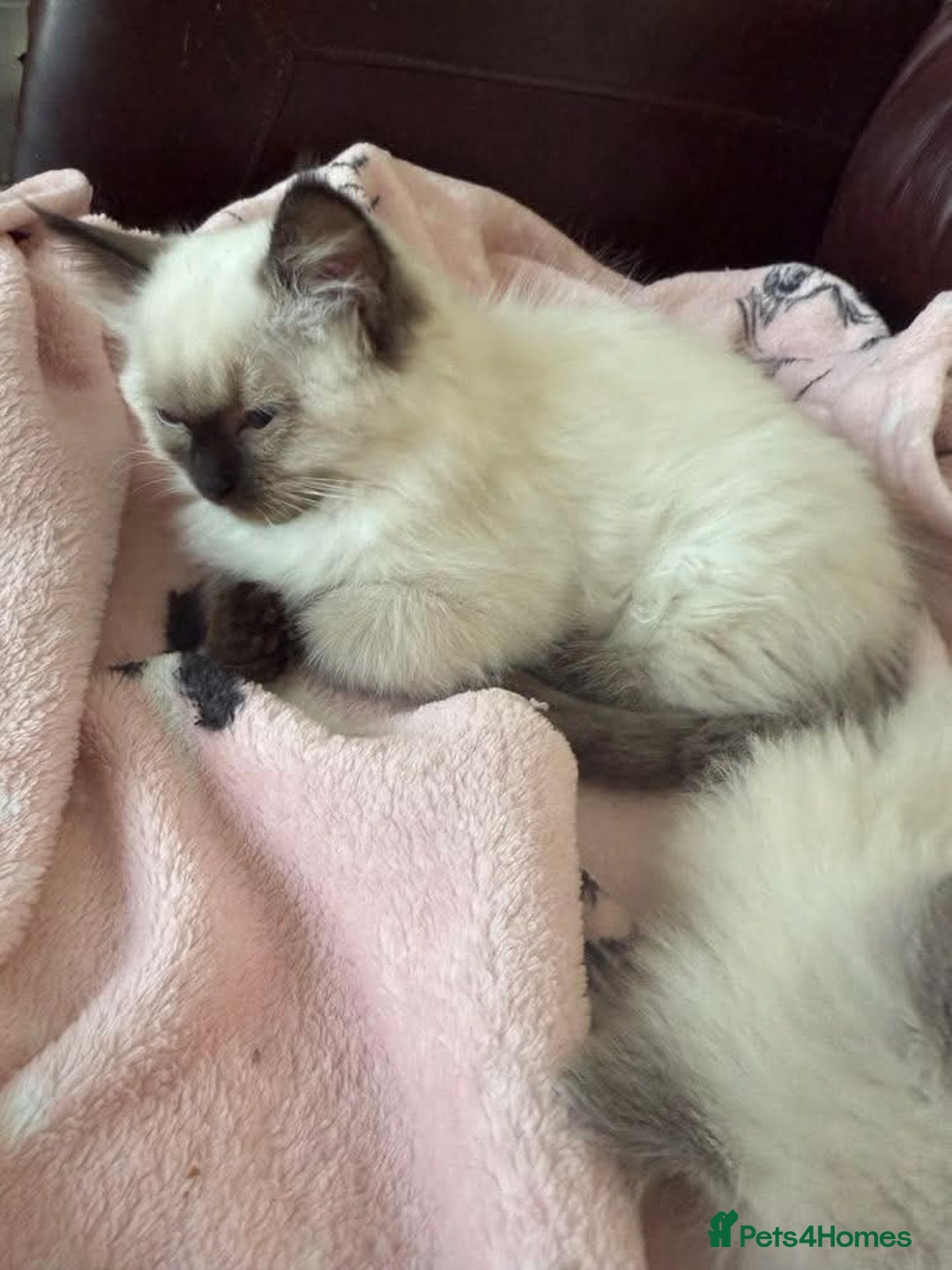 Ragdoll cats for sale: GCCF ragdoll seal point girl - Image 13