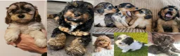 Cockapoo dogs for sale: 3 girl 2 boys May babies (July Home Time) - Advert 31