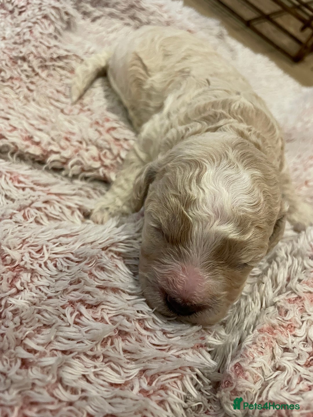 Cavapoo dogs for sale: FB2 cavapoo puppies-1 girl available  - Advert 7